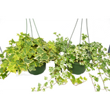 2 English Ivy Variety Pack - FREE Care Guide - 6" Hanging Pot