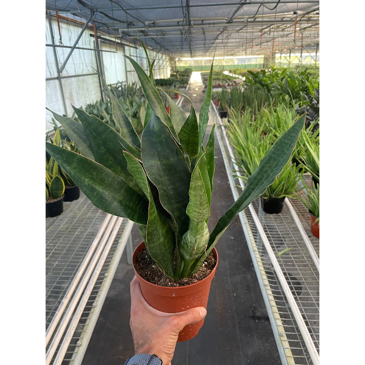 Snake Plant 'Jaboa' – AwearMarket