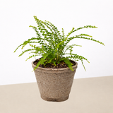 Lemon Button Fern