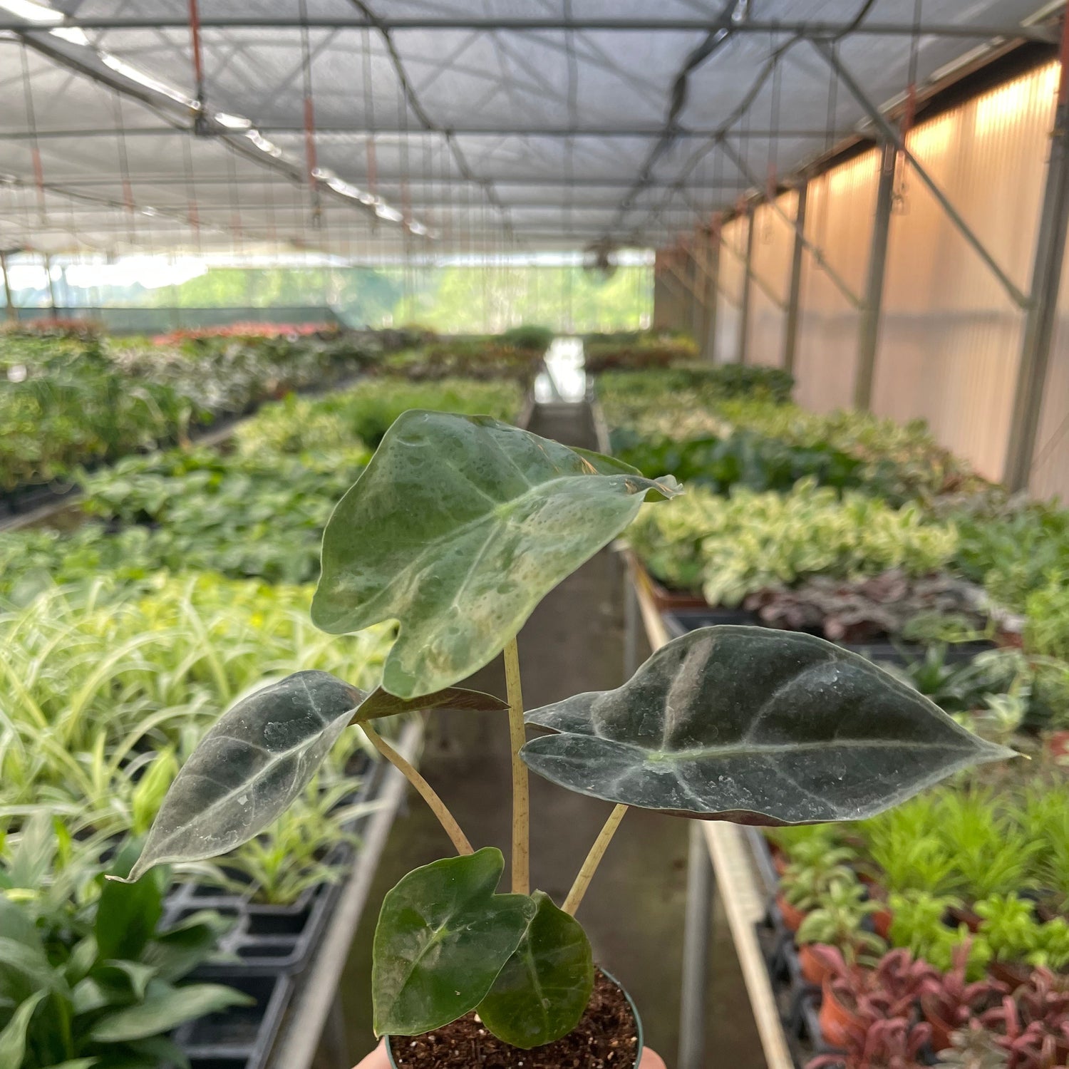 Alocasia Polly 'African Mask'