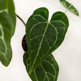 Anthurium Crystallinum