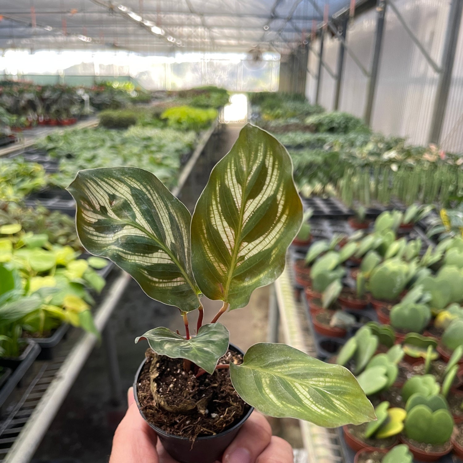 Calathea 'Makoyana'