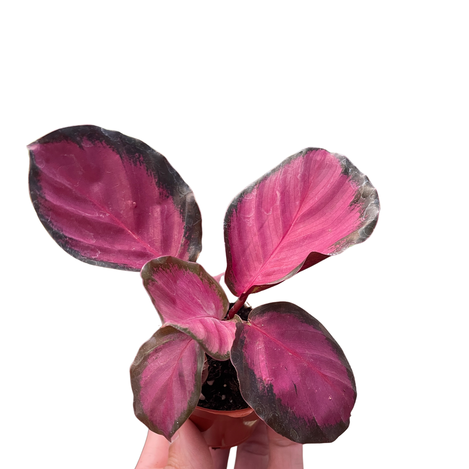Calathea 'Purple Rose'