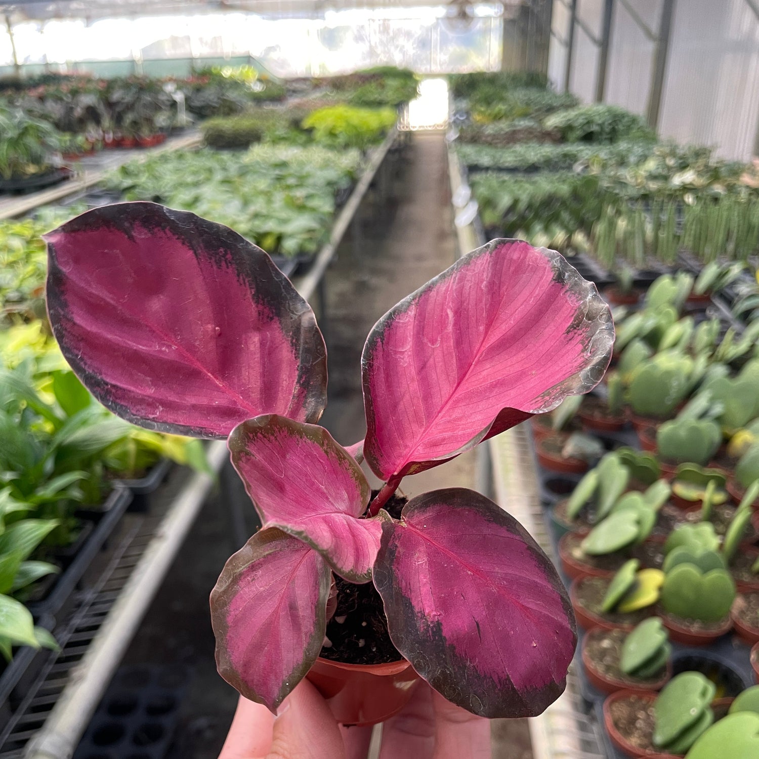 Calathea 'Purple Rose'