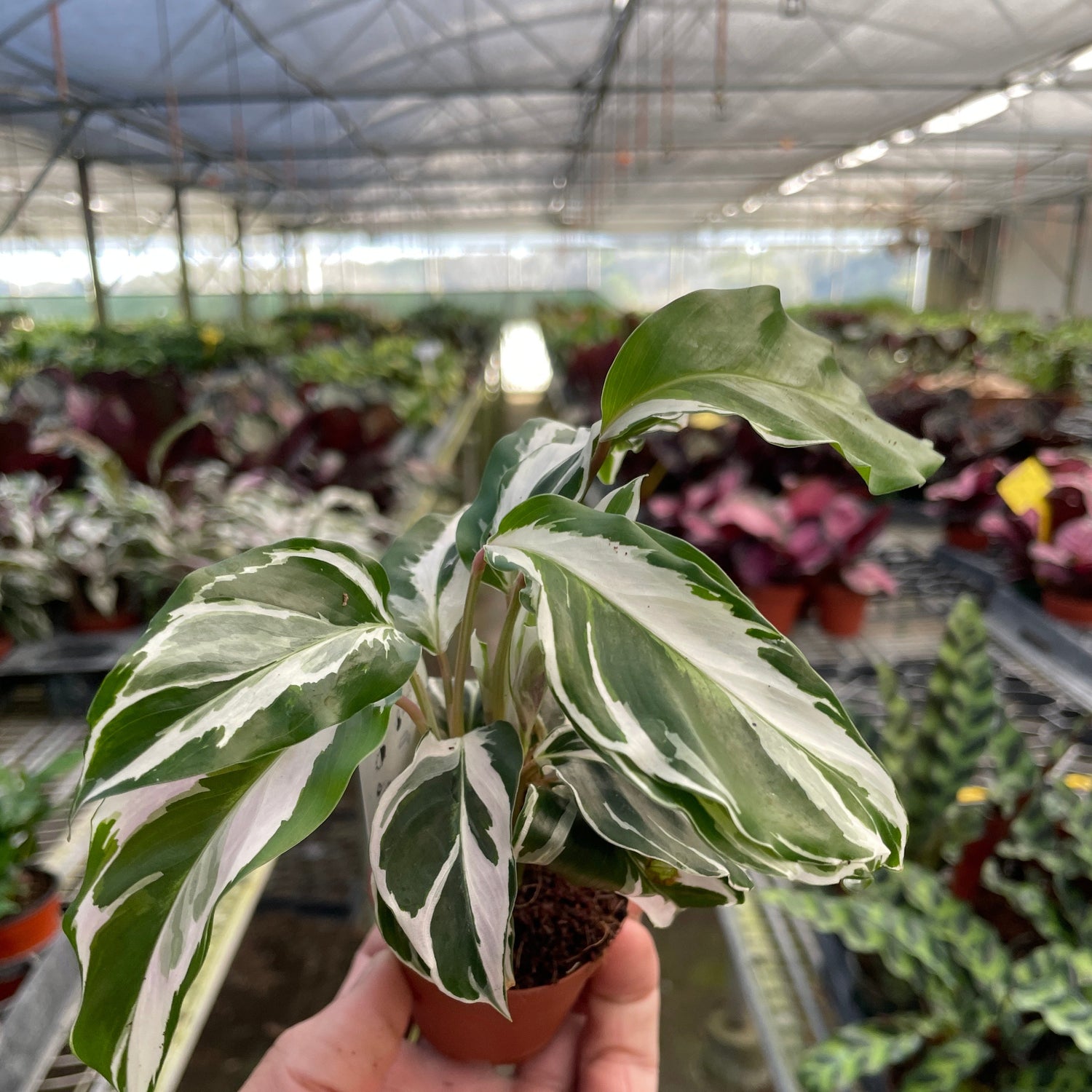 Calathea 'White Fusion'