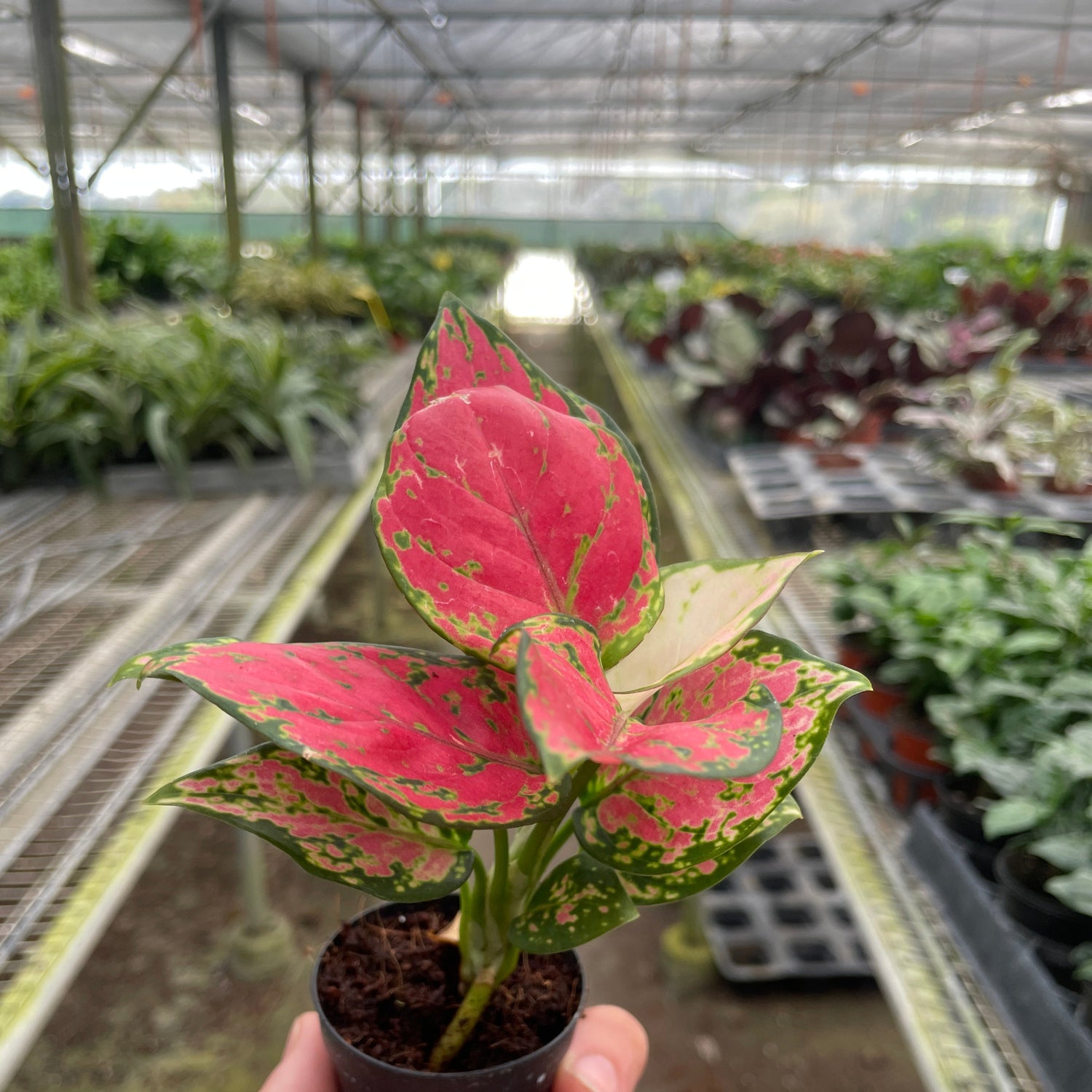 Chinese Evergreen 'Lady Valentine'