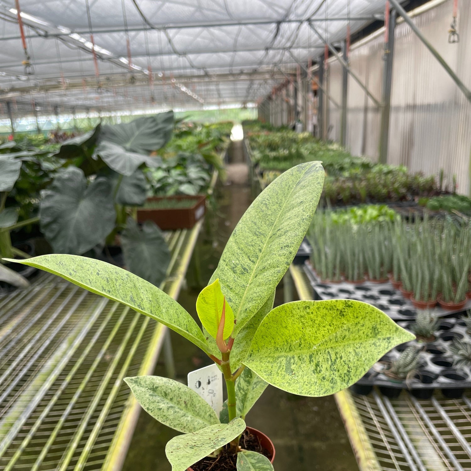 Ficus 'shivereana' (Moonshine)