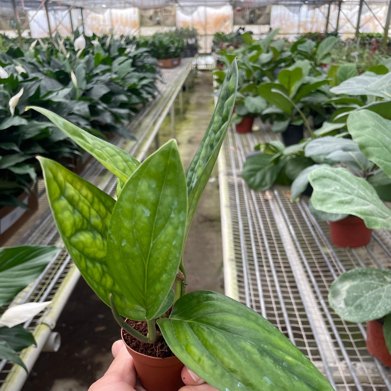 Monstera 'Peru'