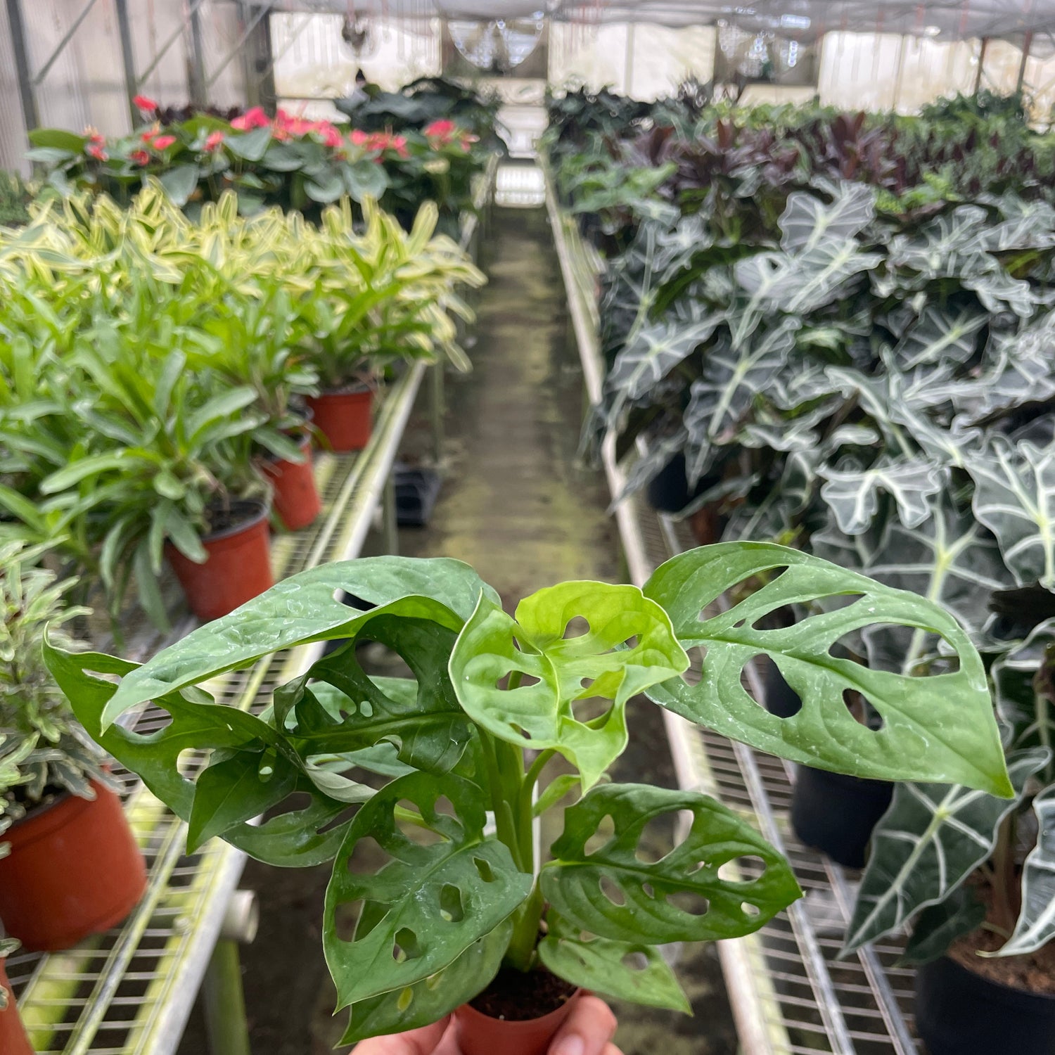 Monstera Adansonii 'Swiss Cheese'