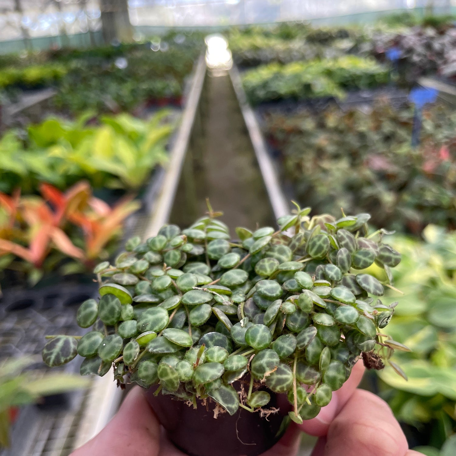 Peperomia Prostrata 'String of Turtles'