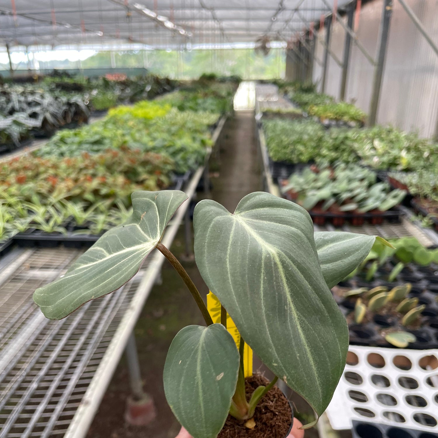 Philodendron 'Gloriosum'