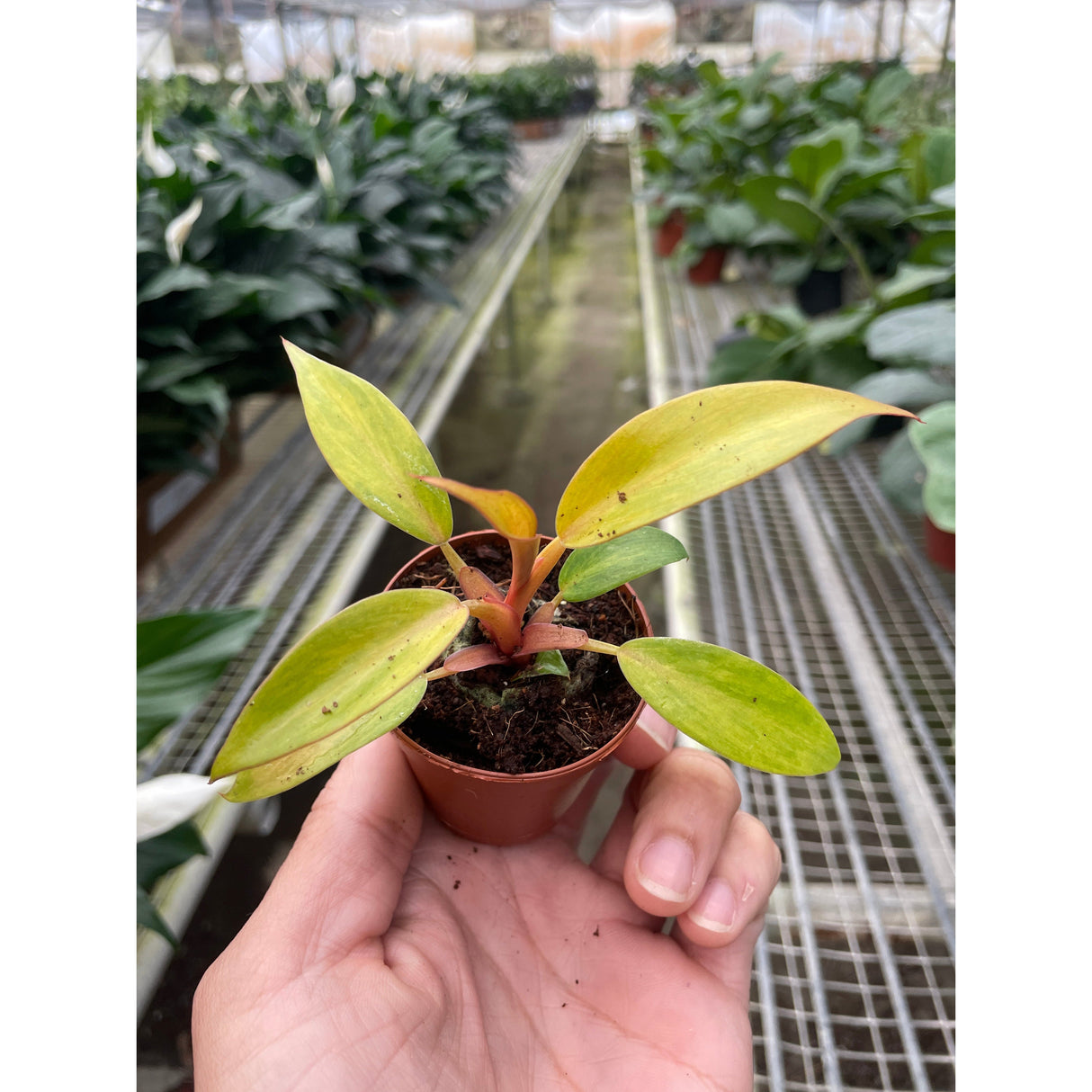 Philodendron 'Orange Marmalade'