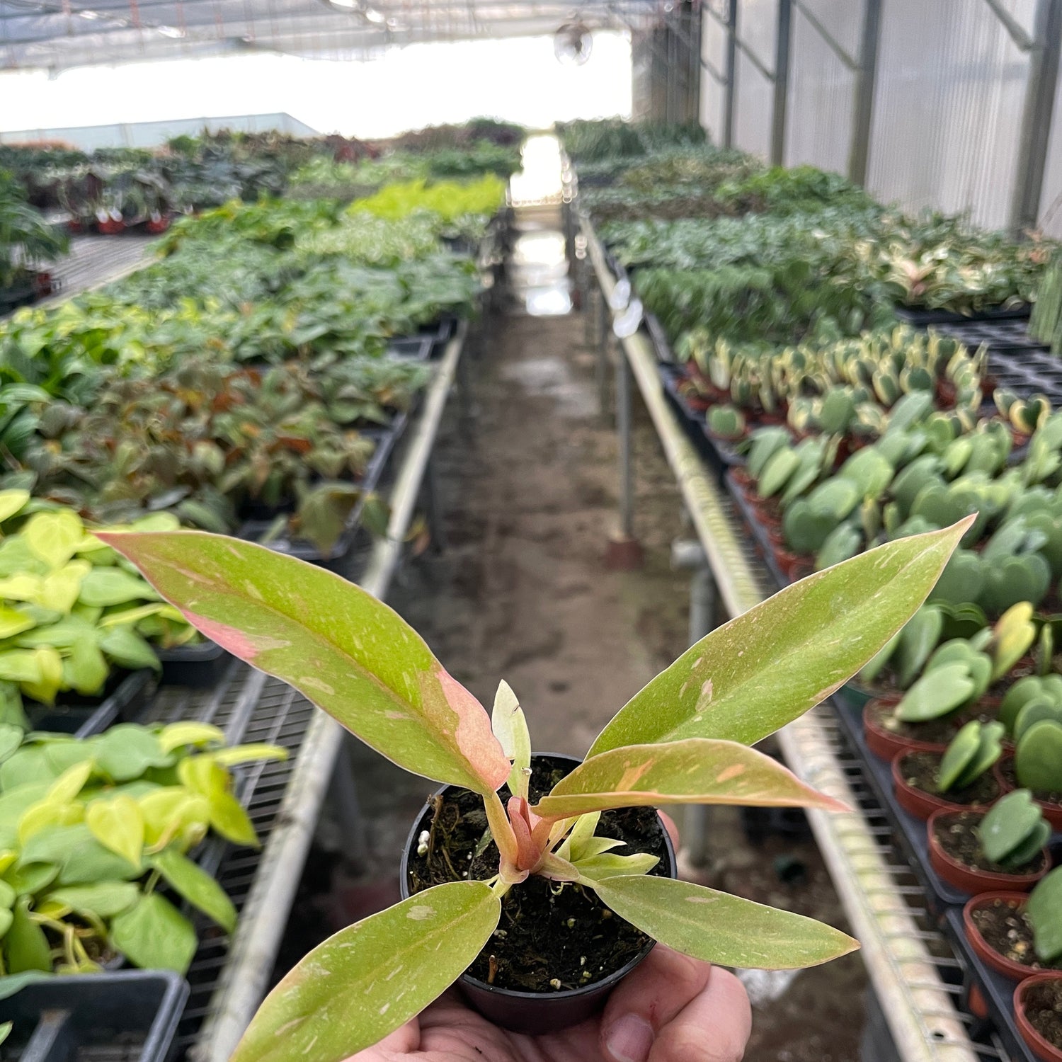 Philodendron 'Variegated Ring of Fire '
