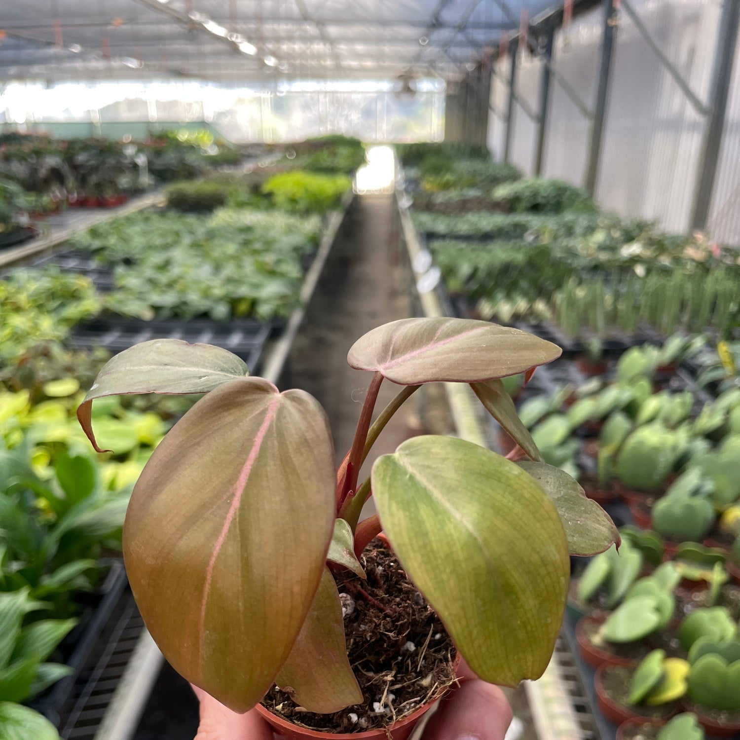 Philodendron 'Summer Glory'