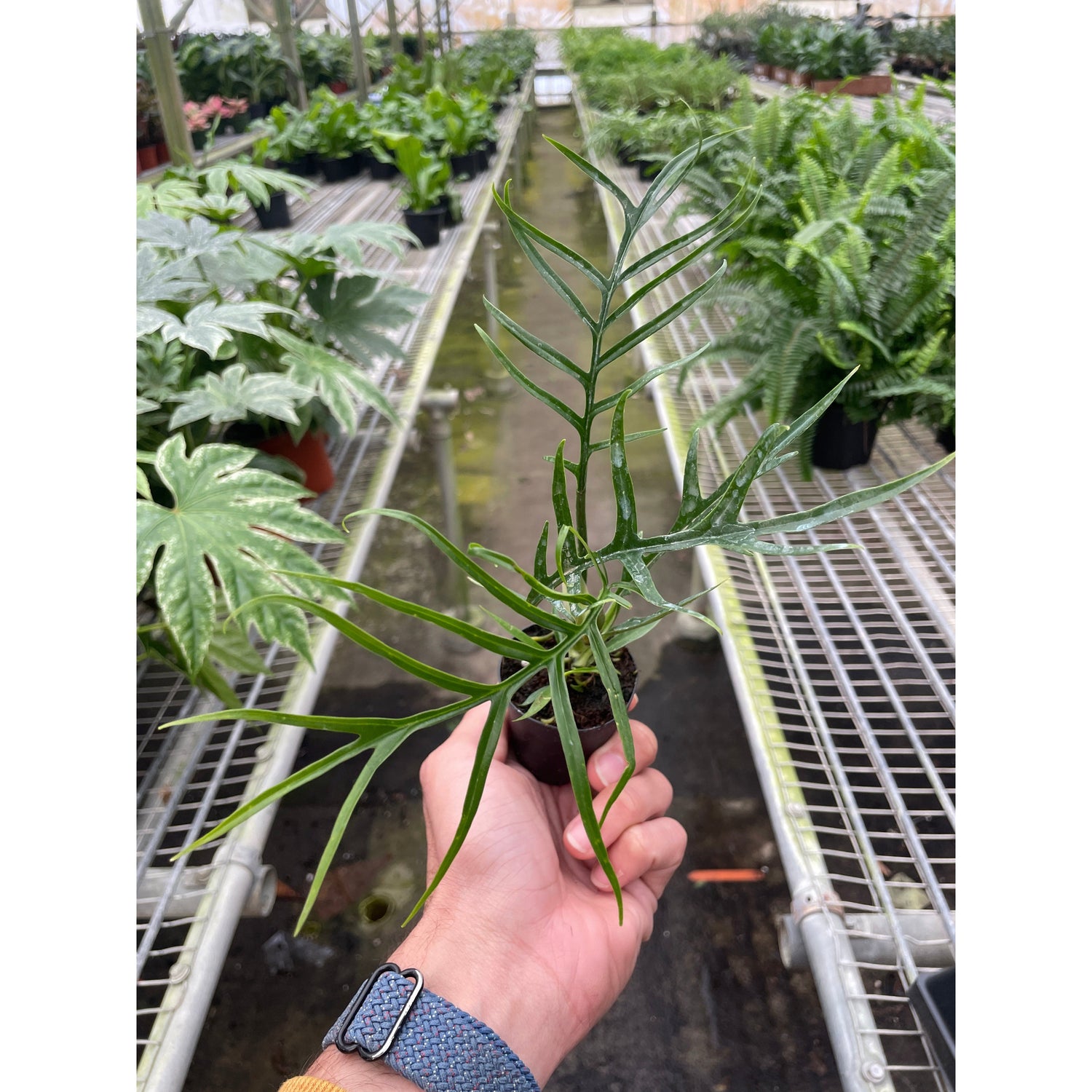 Philodendron 'Tortum'
