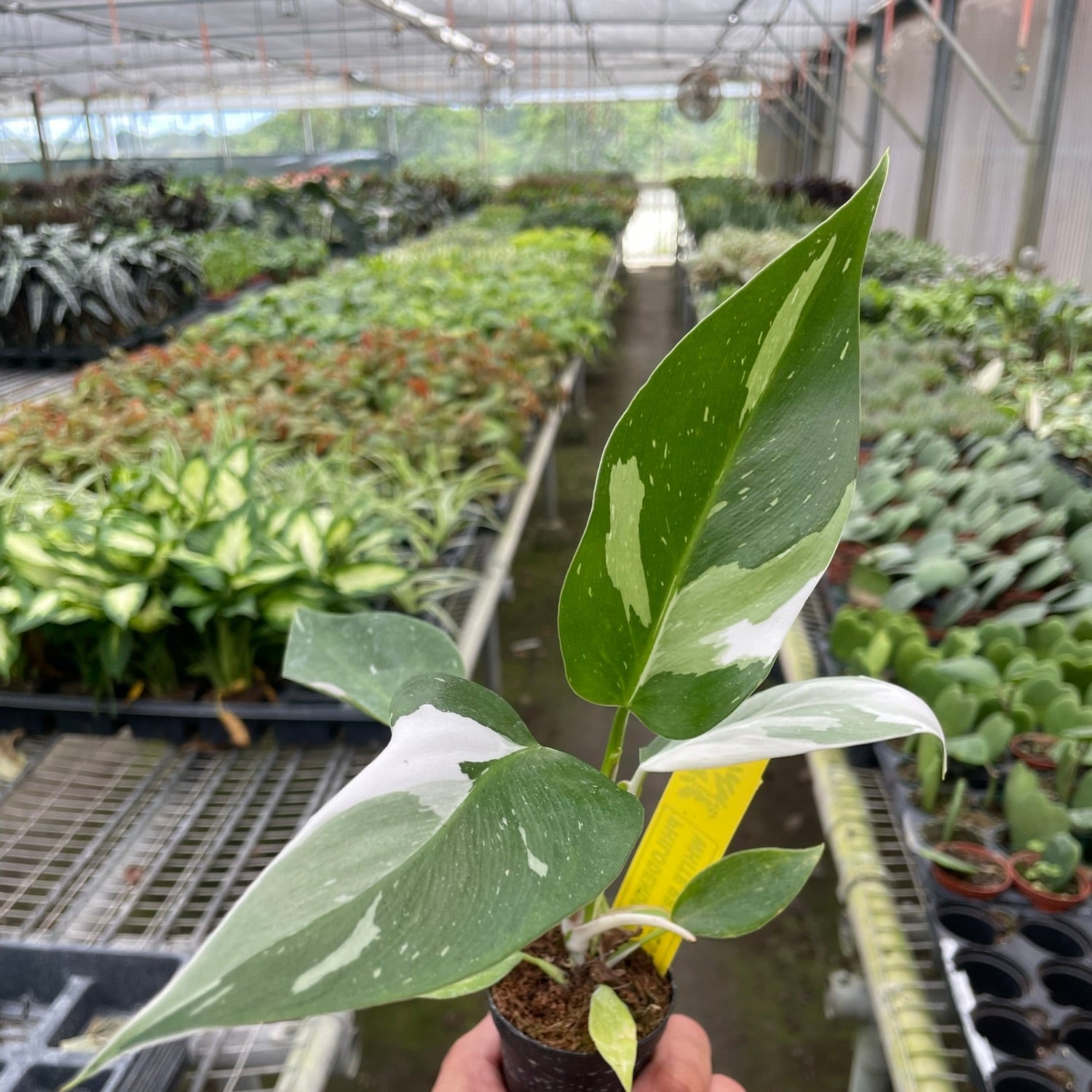Philodendron 'White Princess'