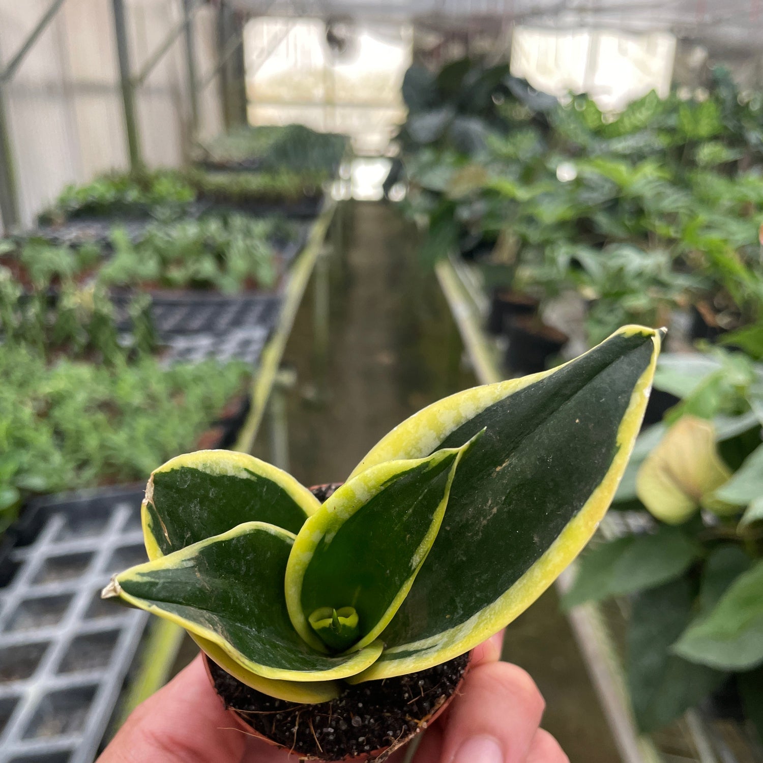 Snake Plant 'Black Gold'