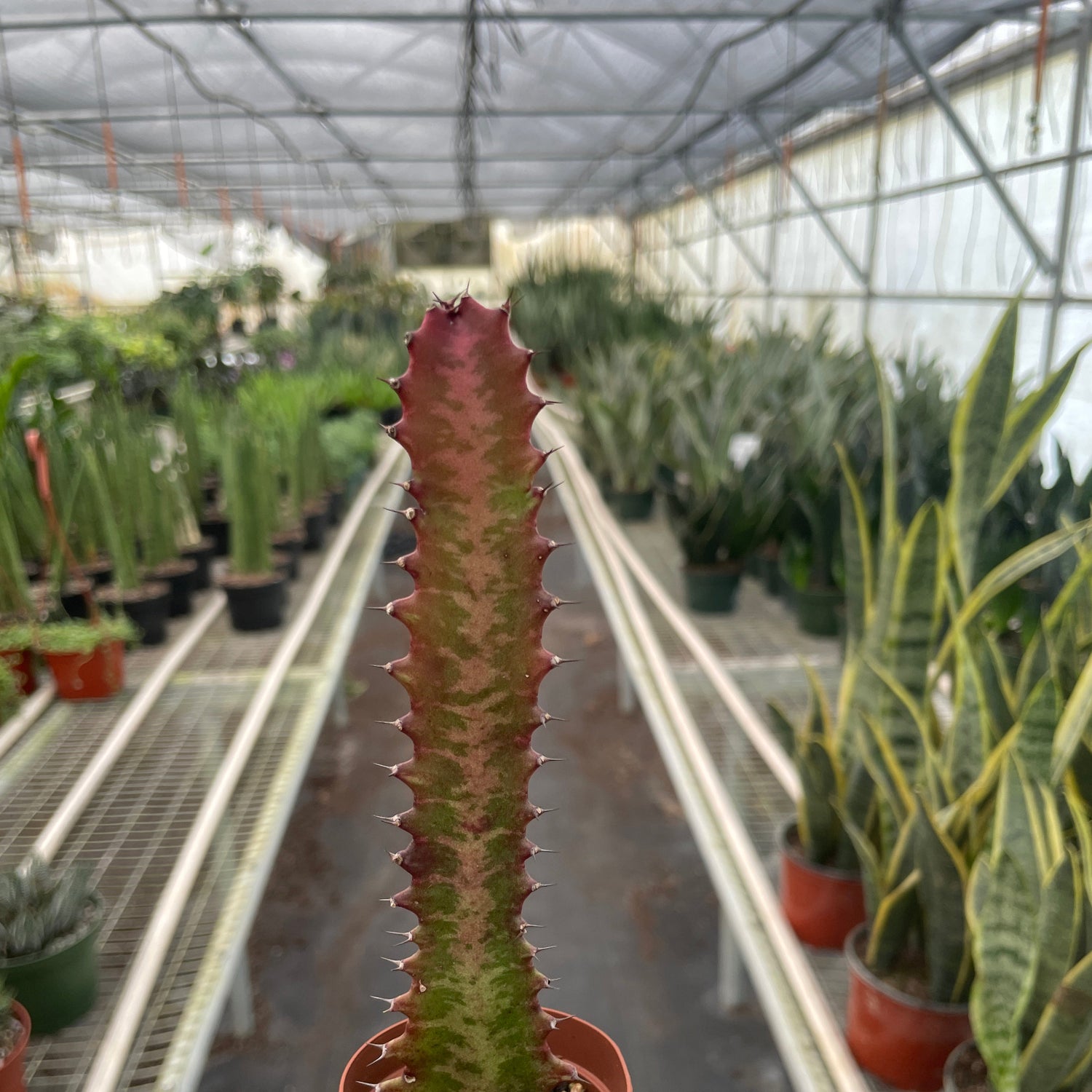Succulent Euphorbia 'Trigona Rubra'