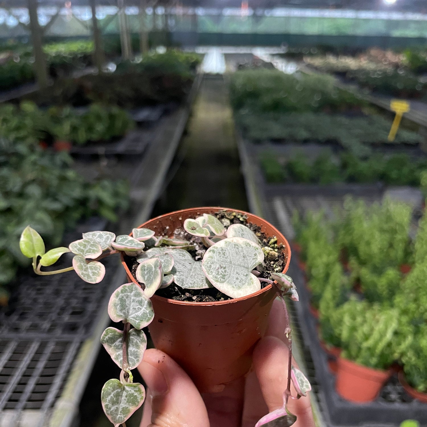 String of Hearts Variegated