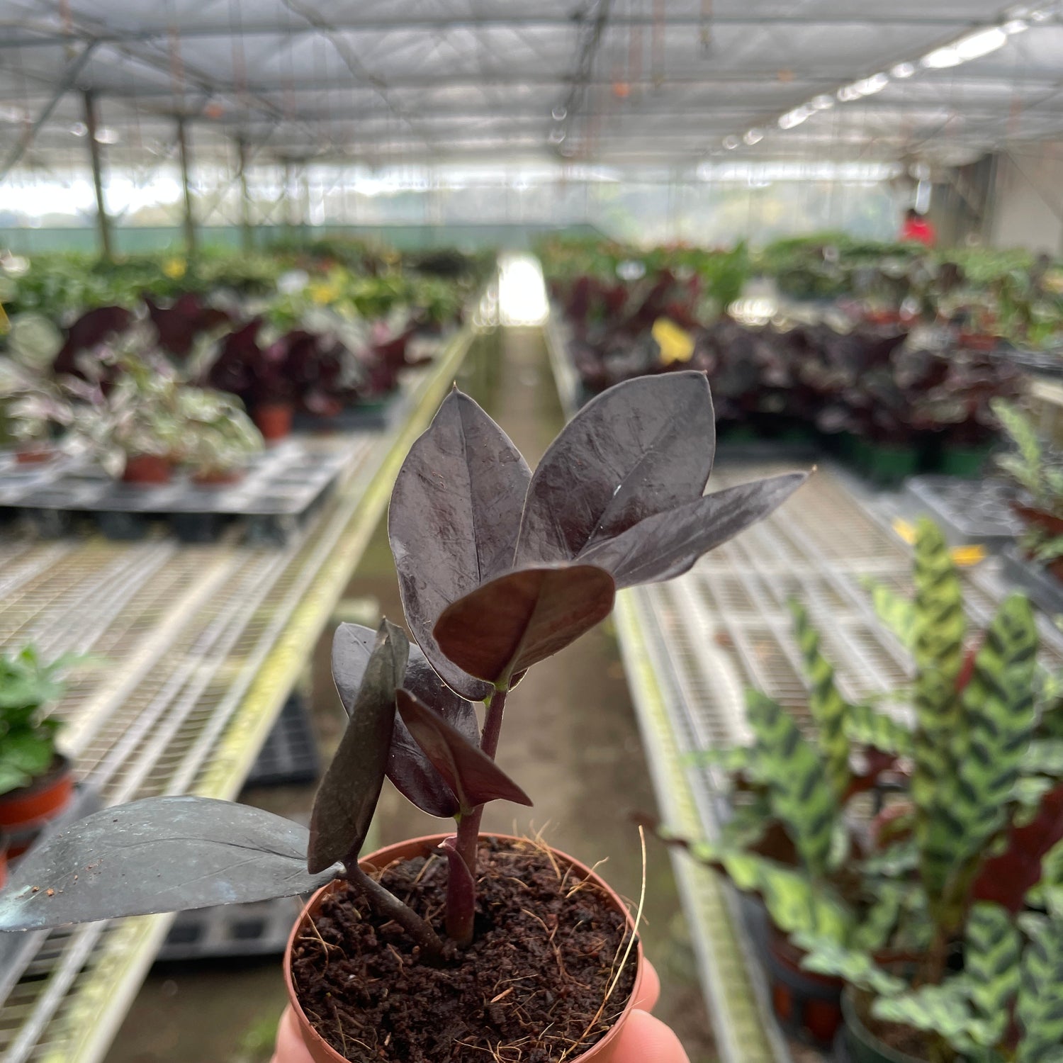 ZZ Zamioculcas 'Black Queen'