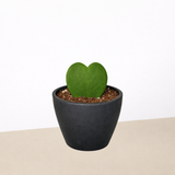Hoya 'Sweetheart'