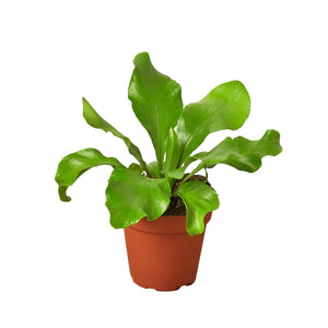 Plants
