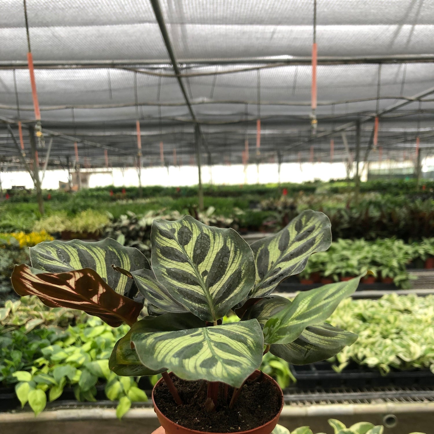Calathea 'Makoyana'