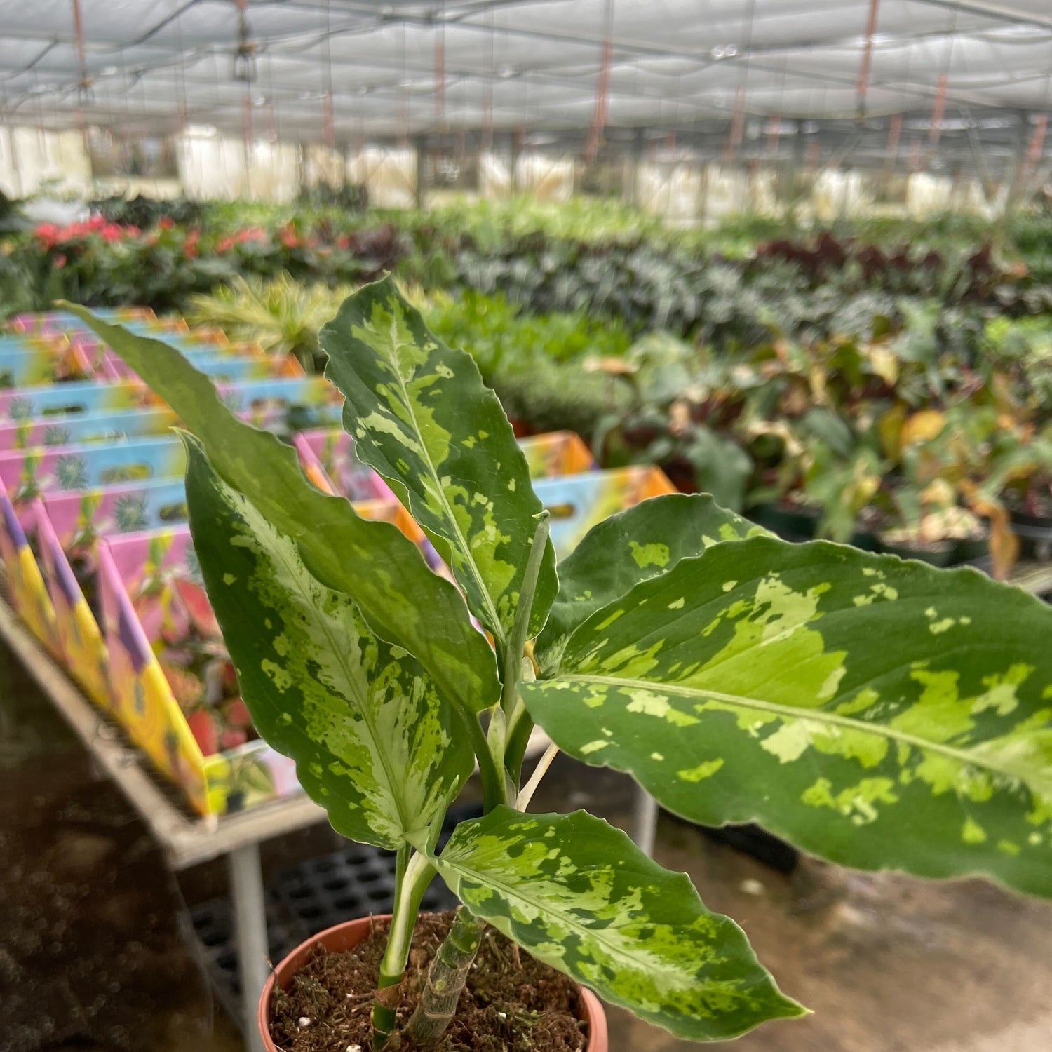 Chinese Evergreen Pictum Tricolor