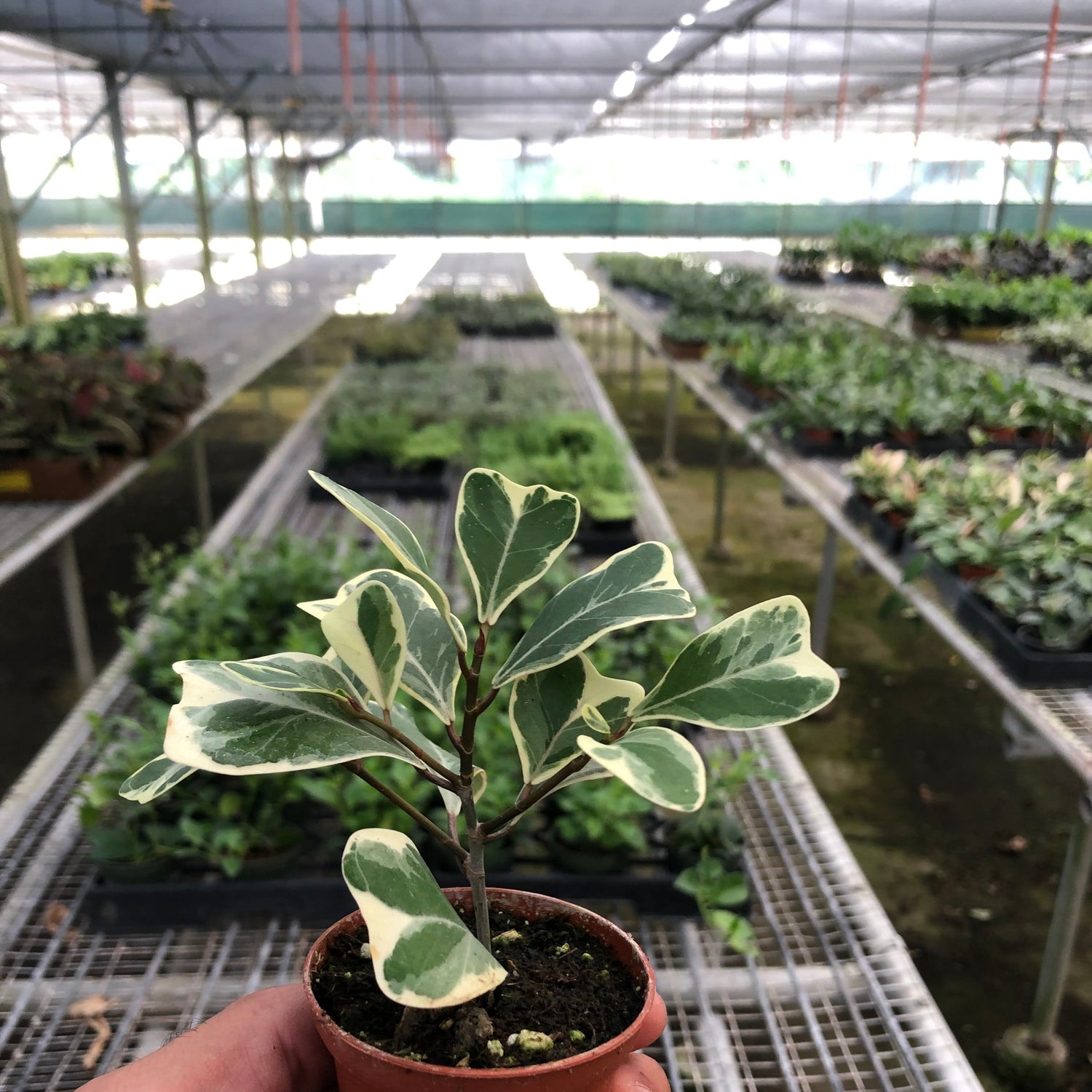 Ficus 'Triangularis Variegated'