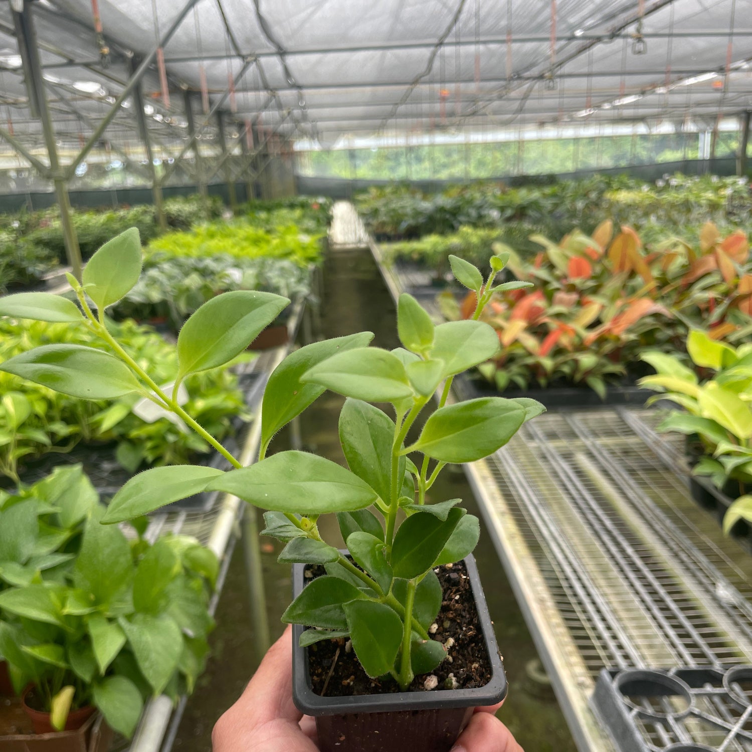Lipstick Plant