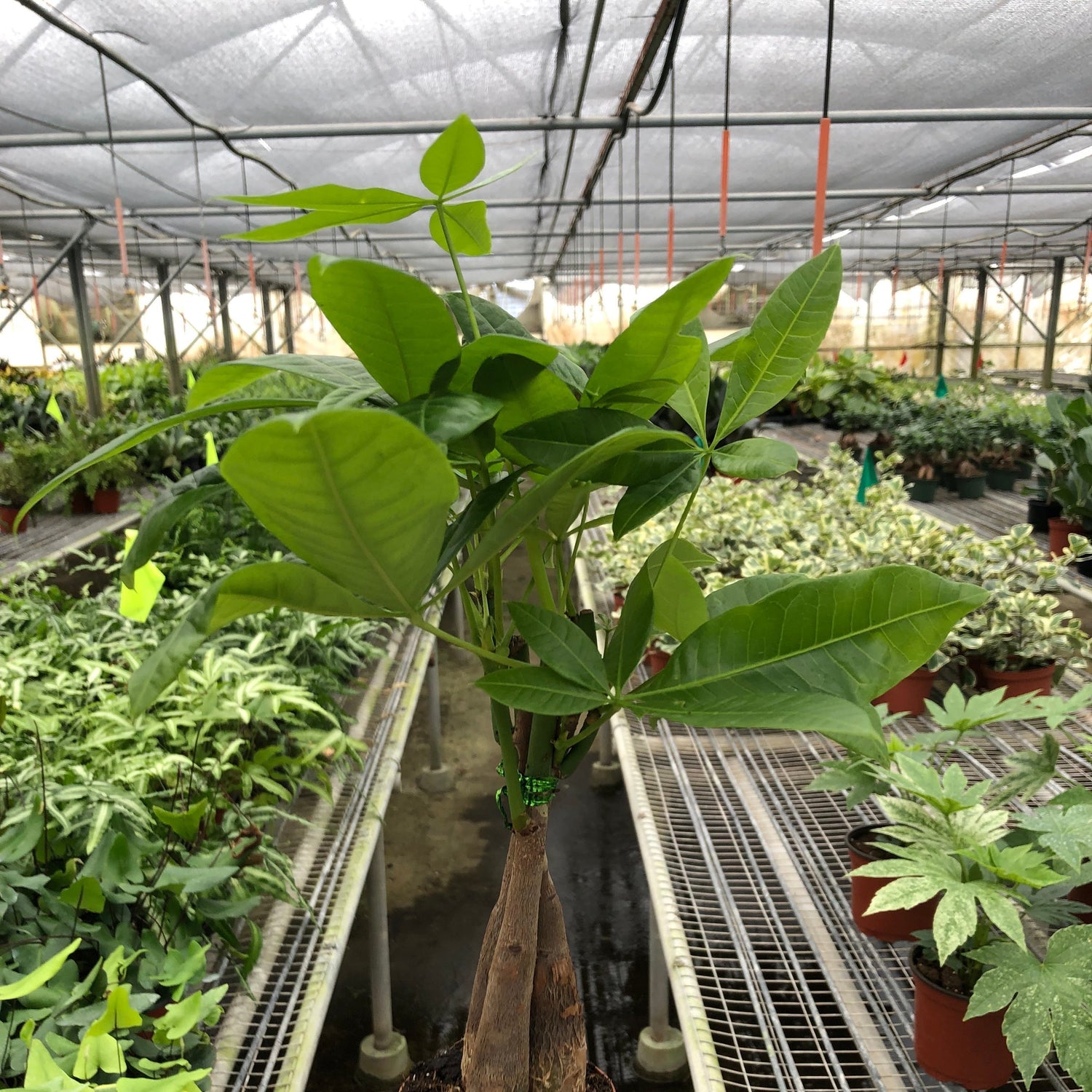 Money Tree 'Guiana Chestnut' Pachira Braid