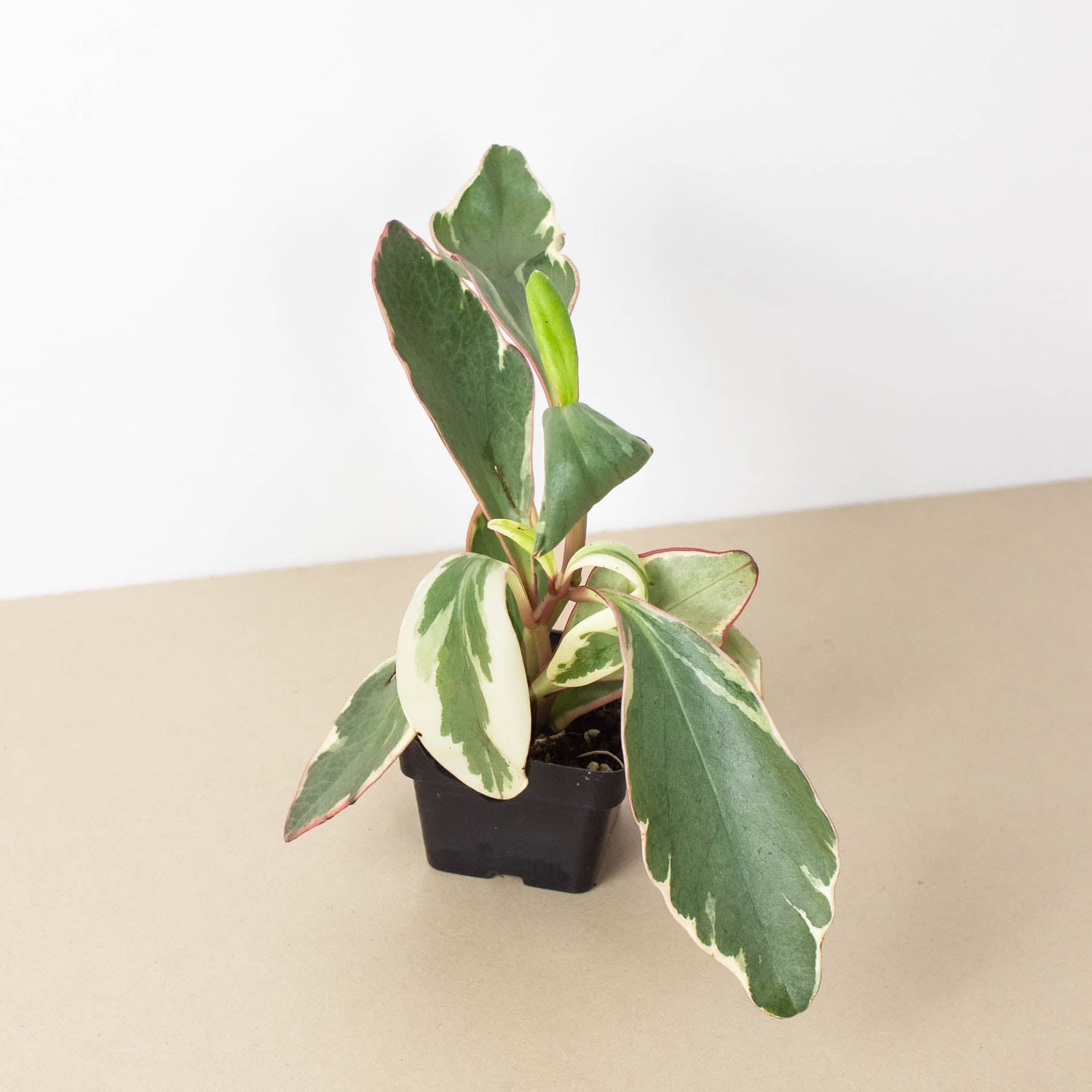 Peperomia 'Ginny'
