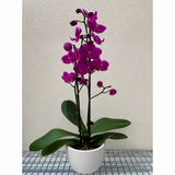 Orchid 'Purple Phalaenopsis'