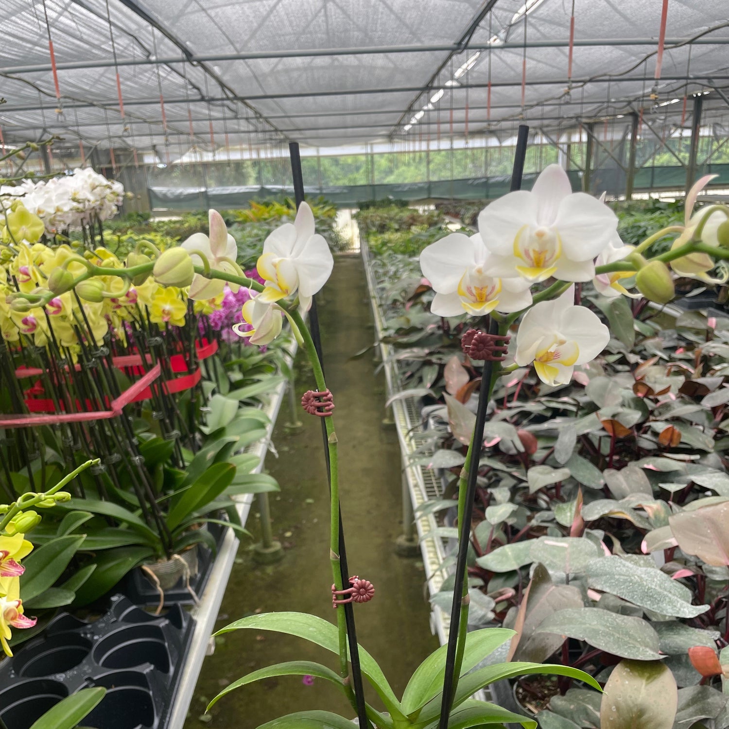 Orchid 'White Phalaenopsis'