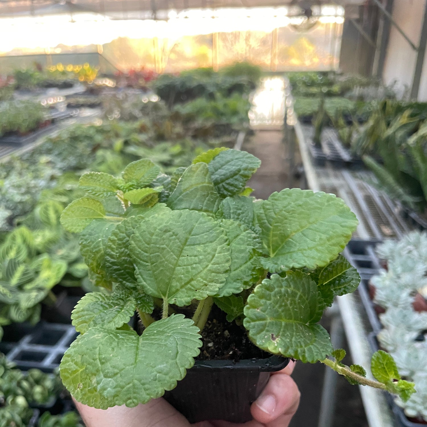 Pilea 'Crinkle'