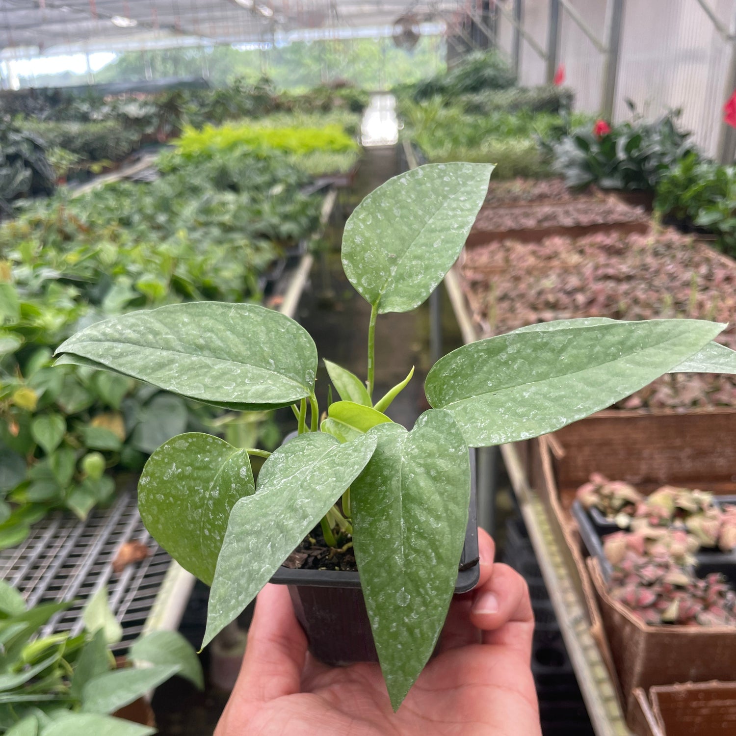 Pothos 'Cebu Blue'