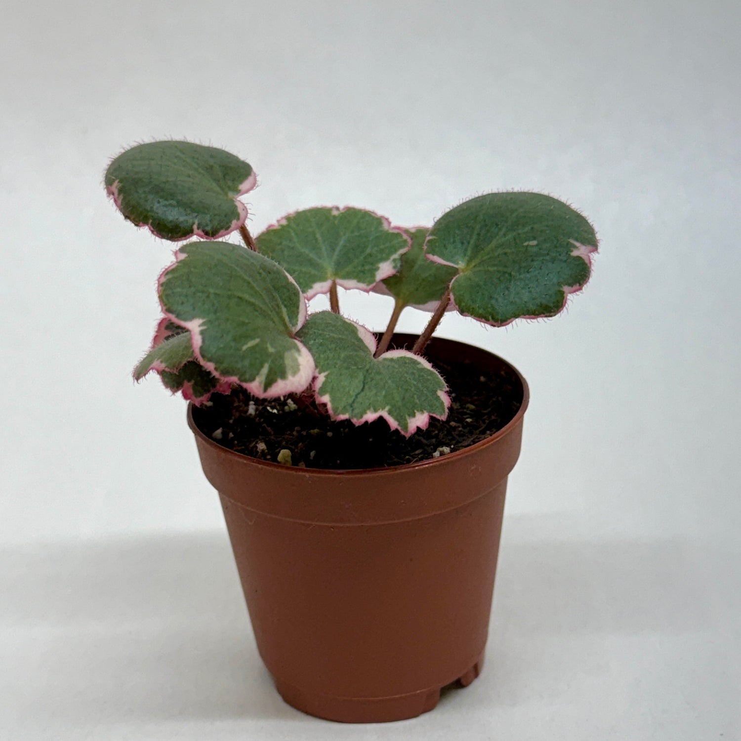Saxifraga Tricolor