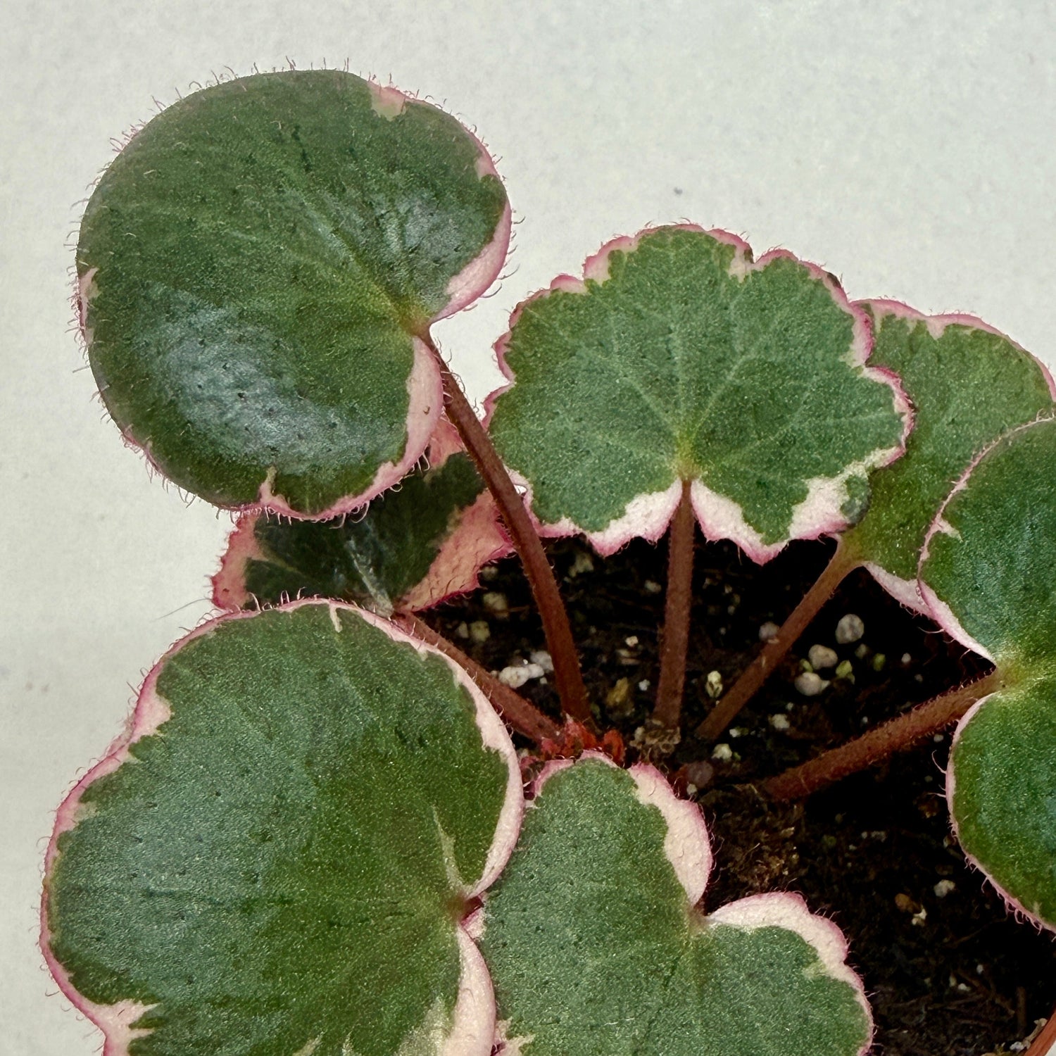 Saxifraga Tricolor