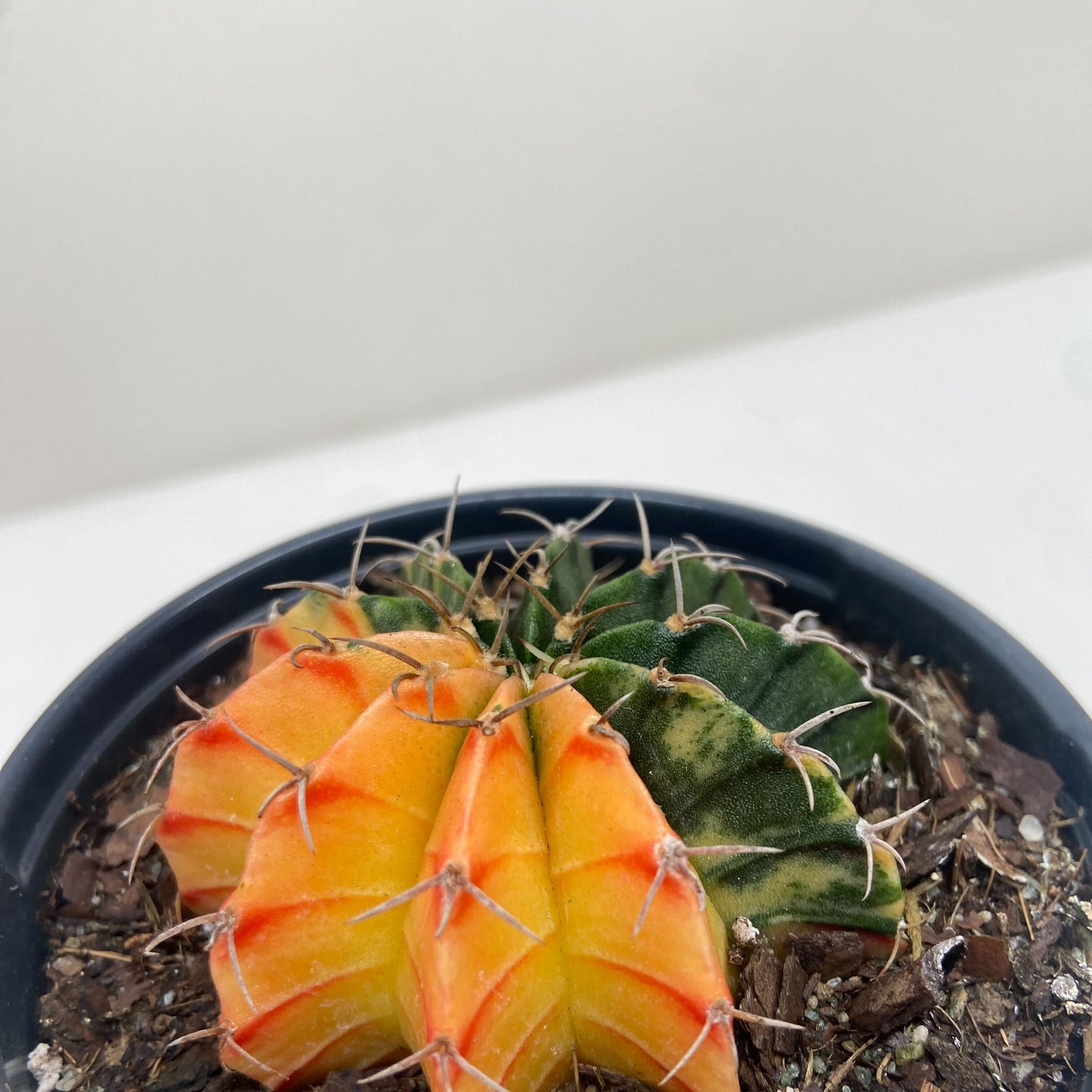 Succulent Cactus Color Ball