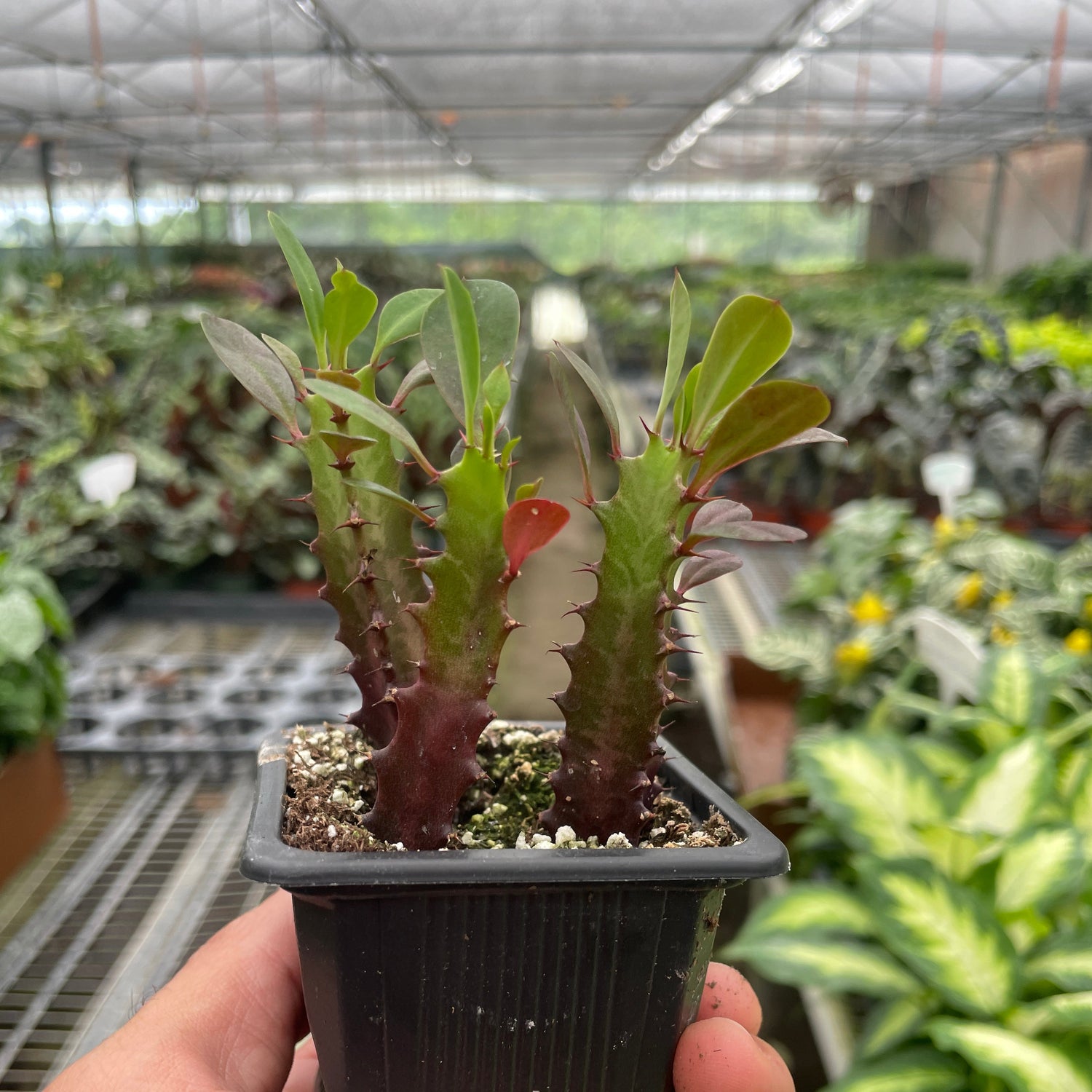 Succulent Euphorbia 'Trigona Rubra'