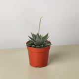 Succulent Haworthia Miami