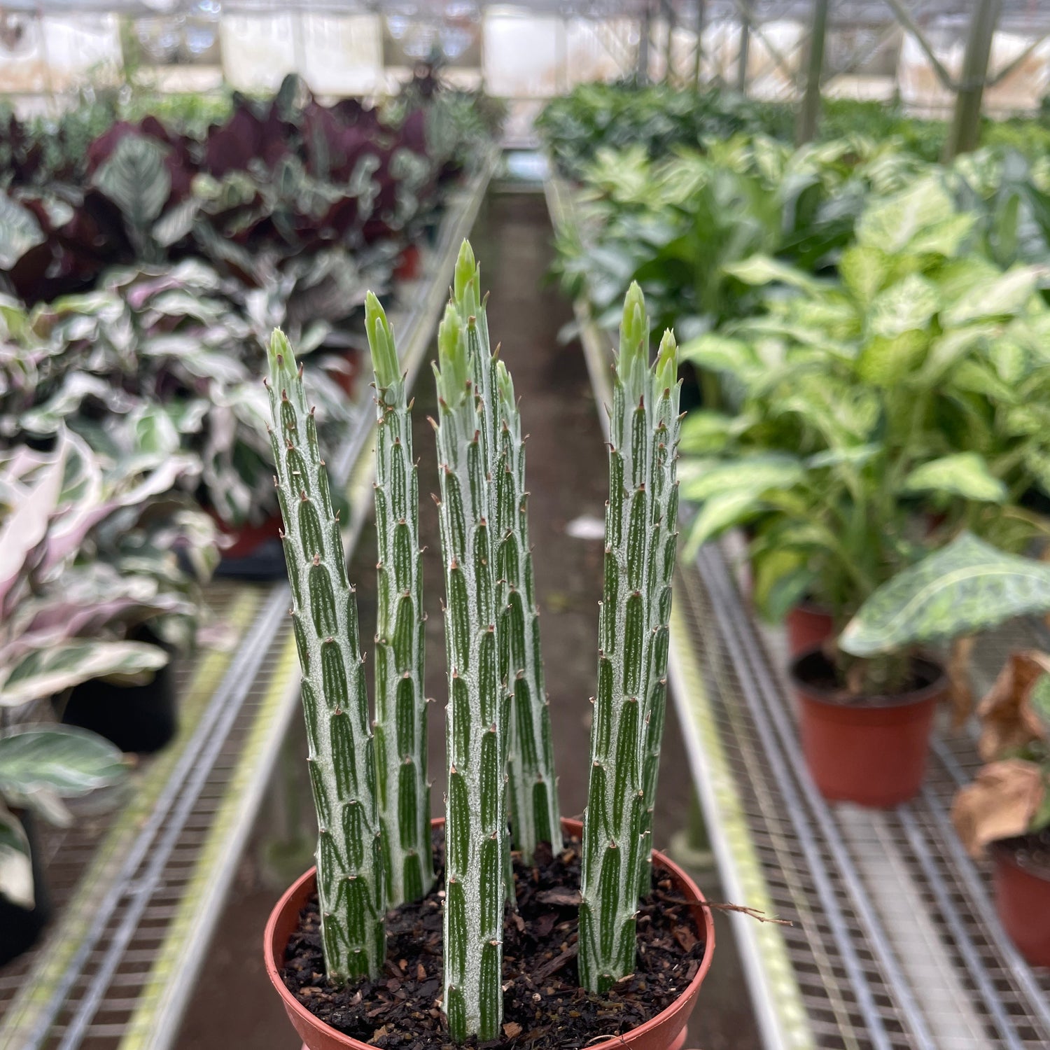 Succulent Senecio Stapeliiformis 'Pickle Plant'