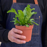 Bird‚Äôs Nest 'Leslie' Fern