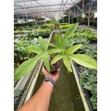 Philodendron 'Florida Ghost'