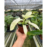 Philodendron 'Florida Ghost'