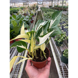 Pothos 'Mutant Manjula'