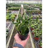 Pothos 'Shangri La'