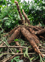 CASSAVA STRIPS