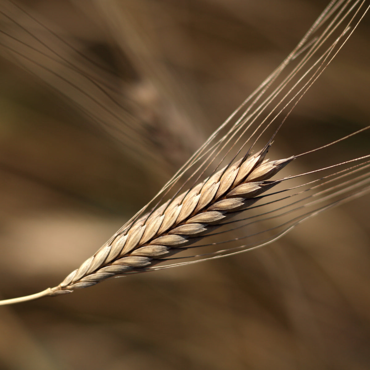 Organic Einkorn Wheat Berries 10 lb.