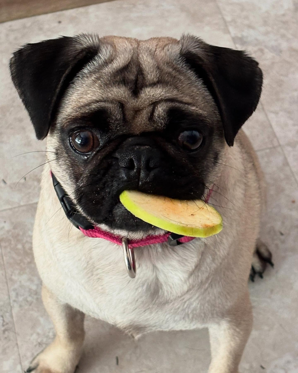 Dog Chips- Apple Chips - Large Bag